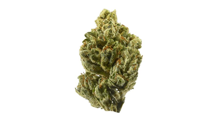 The genetic contribution from OG Kush isn't to be underestimated. Known for its calming and sedative properties, OG Kush brings a sense of tranquillity to the Bruce Banner blend.
