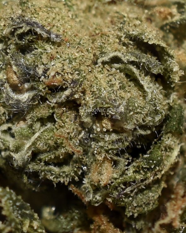 BUY-GEORGIA-PIE-AA-FLOWER--AT-CHRONICFARMS.CC-ONLINE-WEED-DISPENSARY-IN-BC