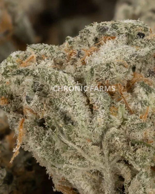 BUY-SHERBERT-BREATH-BY-LUCKY-EXTRACTS-QUAD-POPCORN-AT-CHRONICFARMS.CC-ONLINE-WEED-DISPENSARY-IN-BC-CANADA