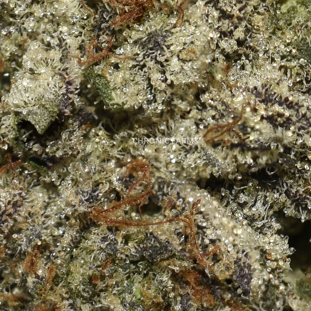 BUY-PINKKUSH-AAAA+-FLOWER-AT-CHRONICFARMS.CC-ONLINE-WEED-DISPENSARY-IN-BC-ALBERTA-TORONTO-ONTARIO-CALGARY-NOVASCOTIA-MANITOBA-QUEBEC
