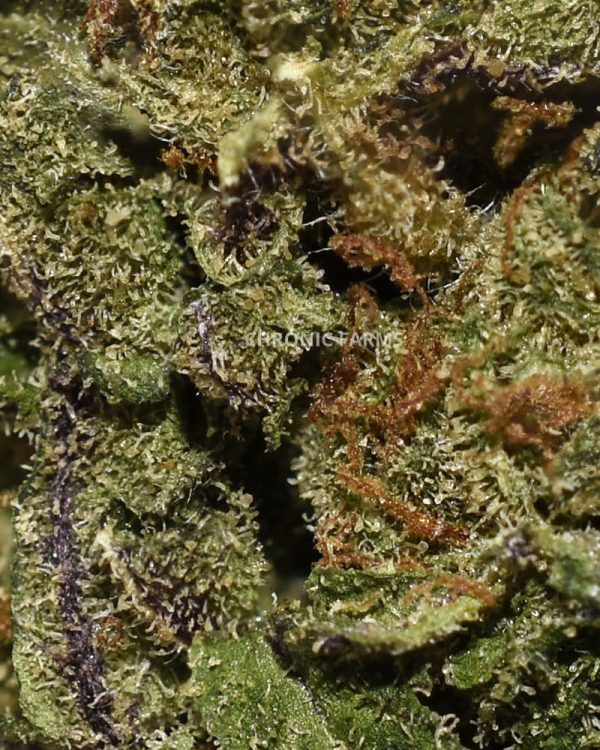 BUY-WEDDINGPIE-AA-CANNABIS-FLOWER-AT-CHRONICFARMS.CC-ONLINE-WEED-DISPENSARY-IN-BC-ALBERTA-TORONTO-ONTARIO-CALGARY-NOVASCOTIA-MANITOBA-QUEBEC