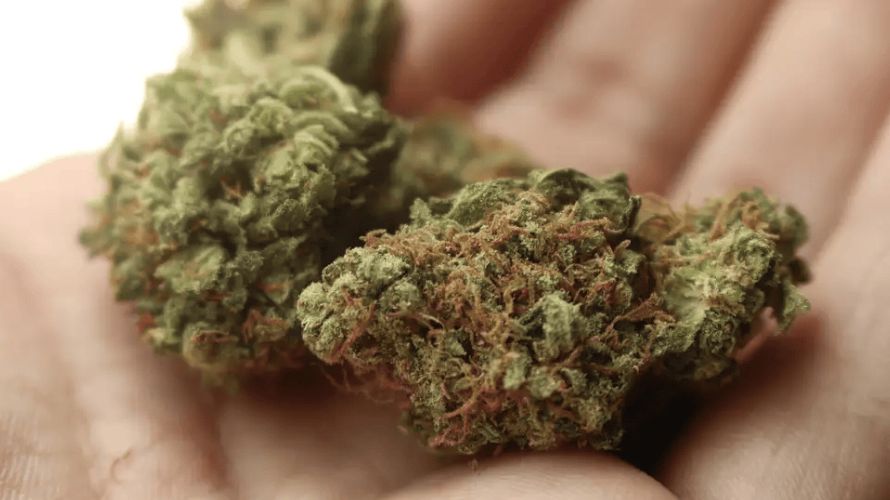 Choosing a reputable and reliable weed dispensary is usually the most challenging step. Fortunately, we have put together several points on how to separate the wheat from the chaff.