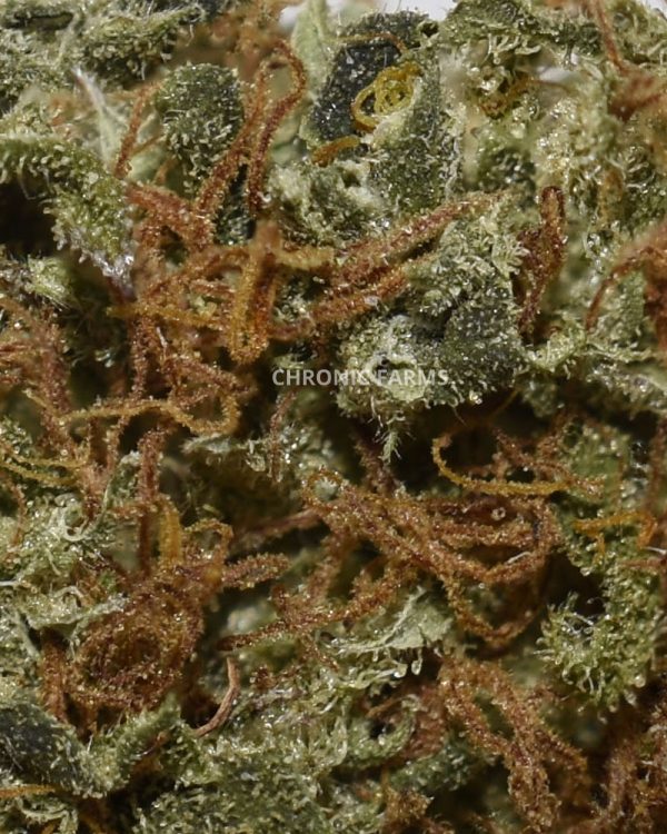 BUY-lemonhaze-AA-FLOWER-AT-CHRONICFARMS.CC-ONLINE-WEED-DISPENSARY-IN-BC-ALBERTA-TORONTO-ONTARIO-CALGARY-NOVASCOTIA-MANITOBA-QUEBEC