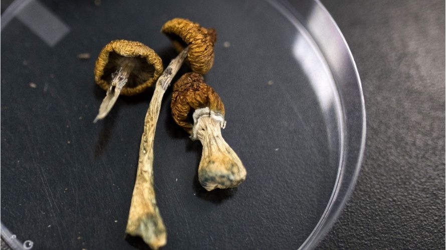 Besides cannabis, we offer magic mushrooms (psilocybin mushrooms). They are known for their psychedelic properties and therapeutic effects.