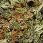 buy-superlemonhaze-aaaa-cannabis-online-at-chronicfarms.cc-weed-dispensary-in-bc