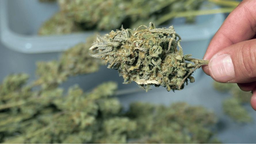 The effects and benefits of Sativa weed strains from an online weed dispensary are diverse. 