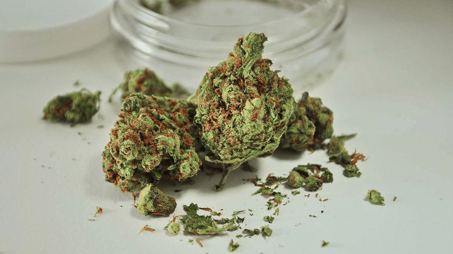 Are you still hesitating between Indica, Sativa, or hybrids? Why should you buy Indica online and how will it solve your life problems? Most importantly, what struggles can an Indica tackle? 