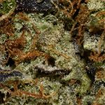 El Padrino AAAA+ Trichomes