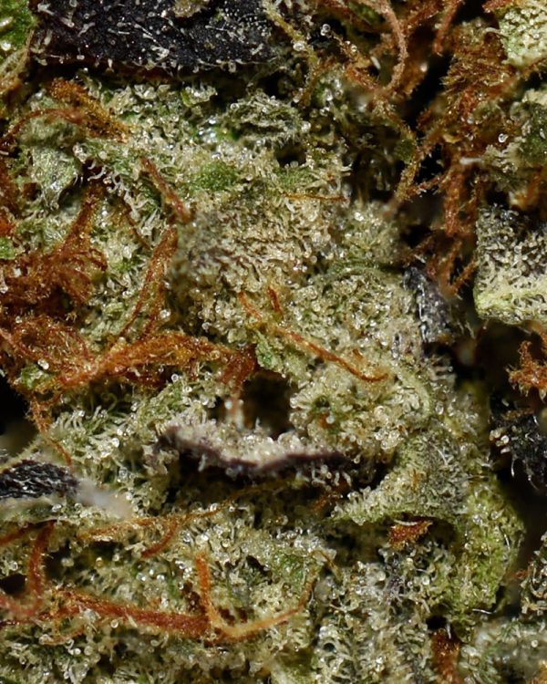 El Padrino AAAA+ Trichomes