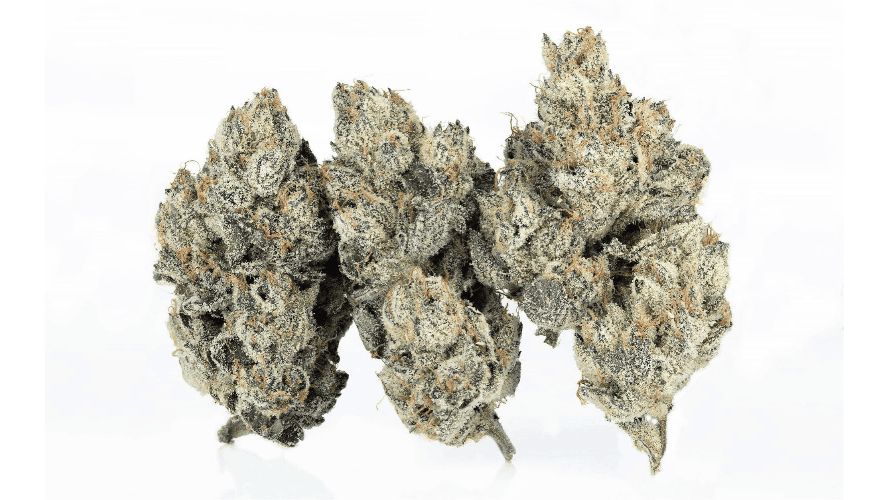After reading this review, you must be craving some buzz! Ready to dive into the world of Runtz strains? We’ve got the best flavours for you at ChronicFarms.cc – your online cannabis spot in Canada!