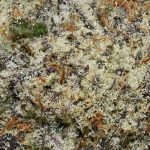 Florida Sunrise AAAA+ Trichomes