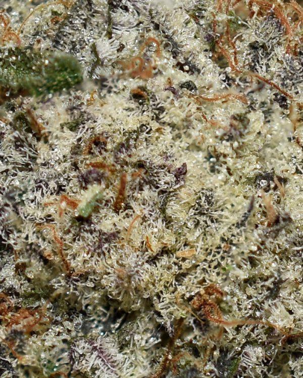 Florida Sunrise AAAA+ Trichomes