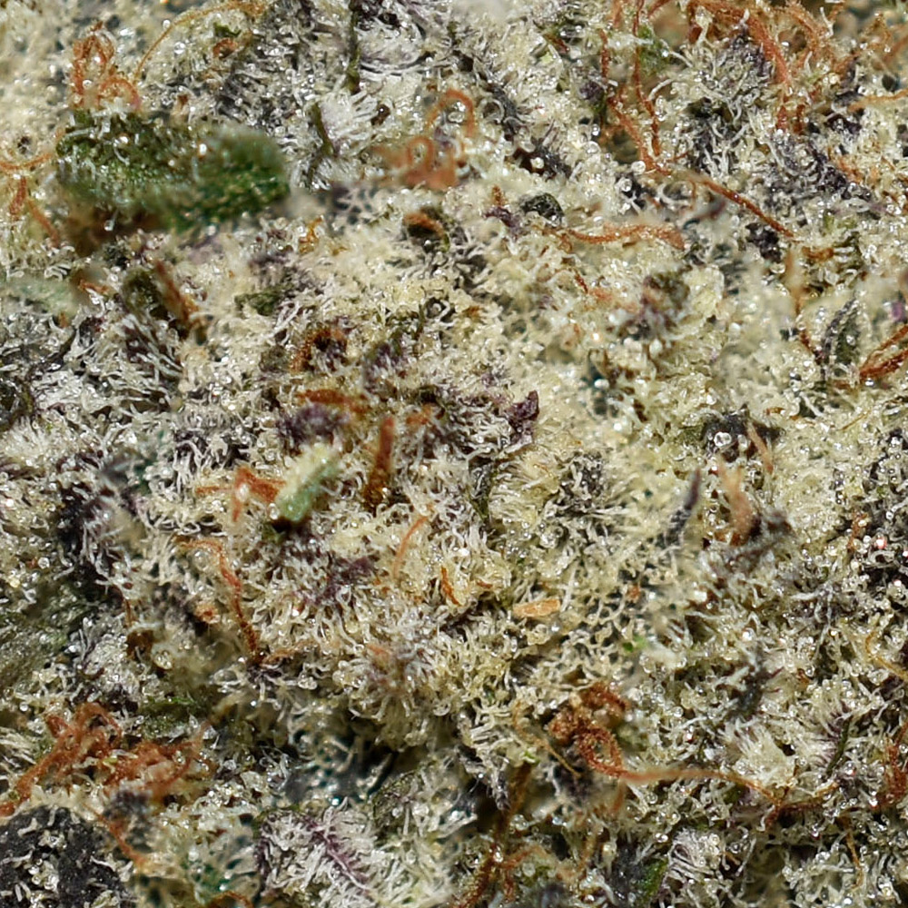 Florida Sunrise AAAA+ Trichomes