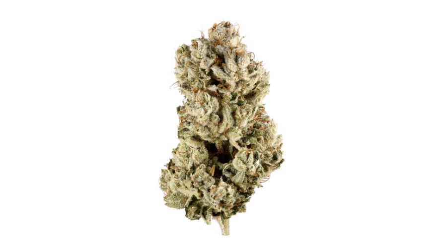 Gorilla Glue THC levels average between 20-25%. The THC levels contribute to the irresistible Gorilla glue effects. 