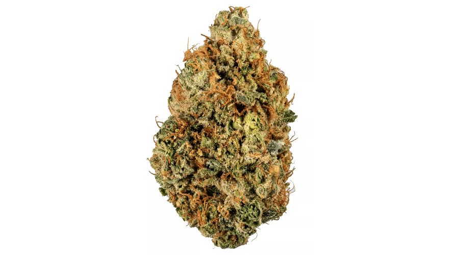Gorilla glue strain is celebrated for its exceptional and distinctive characteristics.