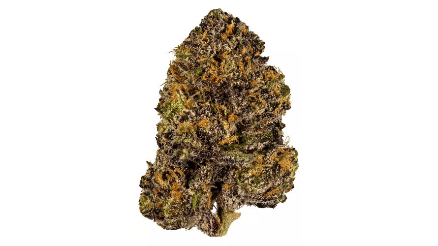 People love Granddaddy Purple strain because it's not just about getting high – it's a star in the medical cannabis scene.