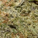 Kush Mints AA Trichomes