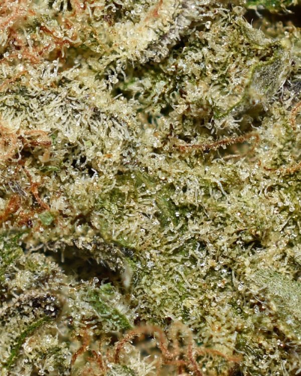 Kush Mints AA Trichomes