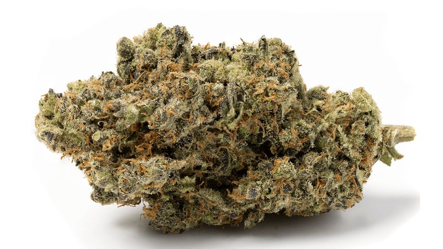 Everyone wants to experience the pleasures of the Mandarin Cookies strain. Due to its popularity, only a few more are left! Buy cannabis online as soon as possible and stock up!