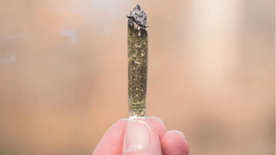 Learning how to smoke moon rocks is easy, but it takes some time to master the technique. Luckily, when you know the exact steps to take, the entire process becomes simplified and quick!