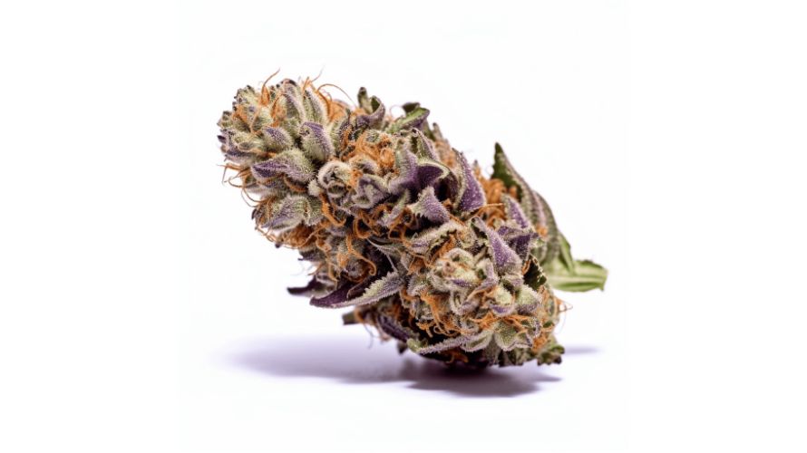 The terpene profile of the Granddaddy Purple strain contributes significantly to its aromatic and flavourful profile.