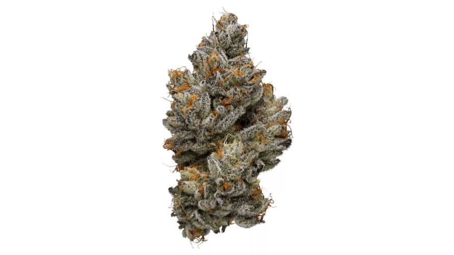 The Tuna Kush strain shines bright, and its notorious aroma is just the start!