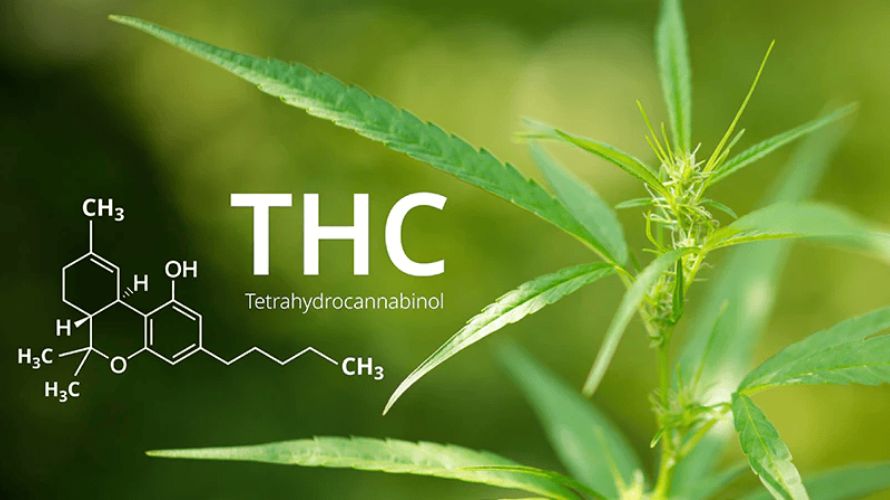 The journey into the world of THC vape pens begins with understanding the superstar of the show, THC or Tetrahydrocannabinol.