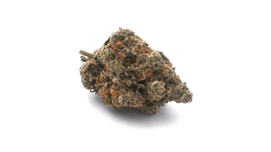 OG Shark strain is a rare and mysterious cannabis strain that is widely popular in Canada despite being one of the hardest-to-find buds.