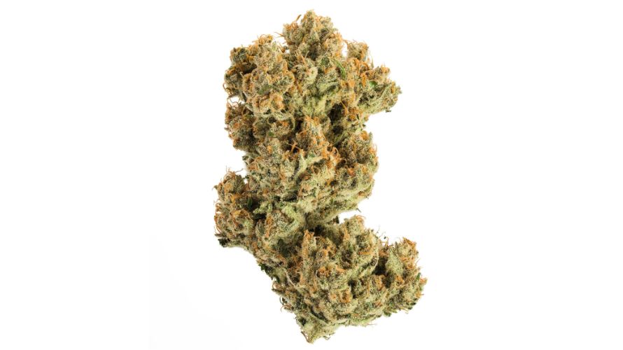 As we wrap up our exploration of Acapulco Gold, remember that this legendary strain promises a unique adventure. It boasts a rich history with origins that remain shrouded in mystery. 