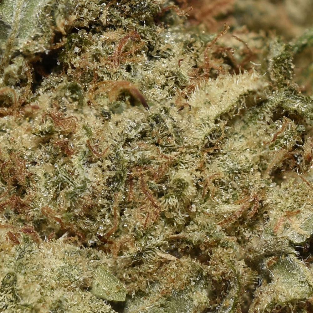 BUY-FROSTYOG-AA-AT-CHRONICFARMS.CC-ONLINE-WEED-DISPENSARY-IN-BC-TOPSHELF-INDICA-BUD