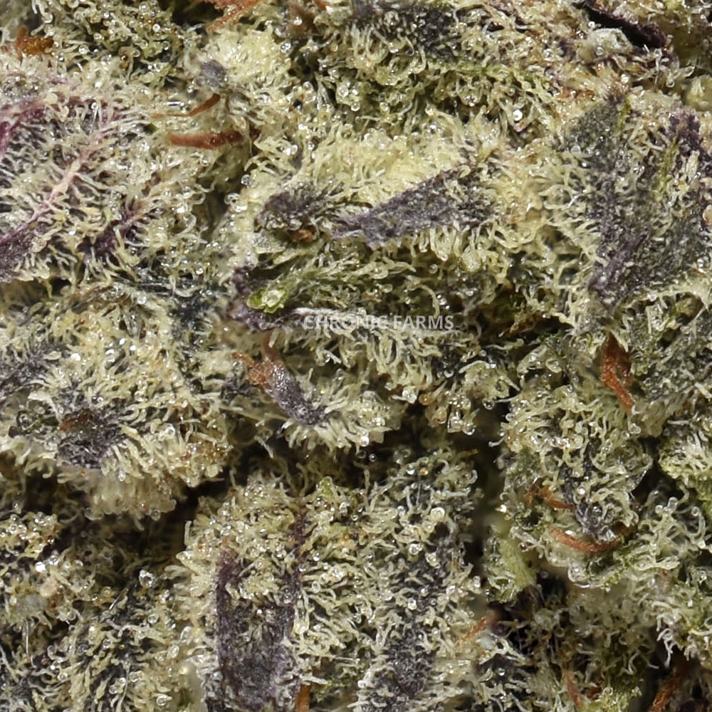 BUY-PURPLEAYAHUSCA-AAA-FLOWER--AT-CHRONICFARMS.CC-ONLINE-WEED-DISPENSARY-IN-BC