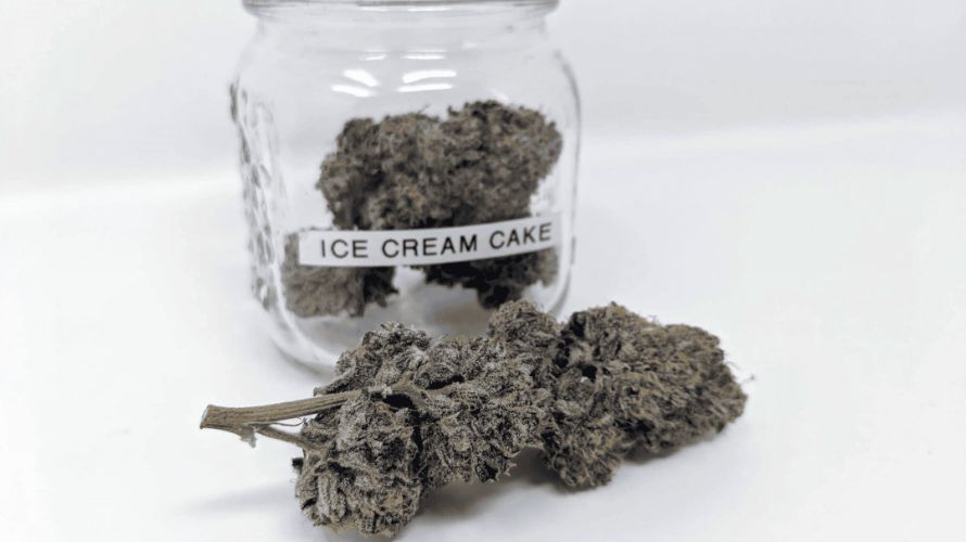 Looking for premium Ice Cream Cake strain weed to buy online in Canada? Chronic Farms is the go-to online dispensary in Canada for all your cannabis needs.