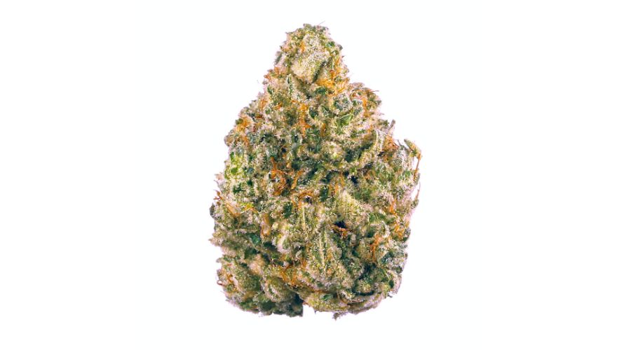 Chemdawg strain buds are a sight to behold. They are densely, resin-coated nuggets with vibrant green hues. Moreover, an array of fiery orange pistils wind their way throughout the bud. 
