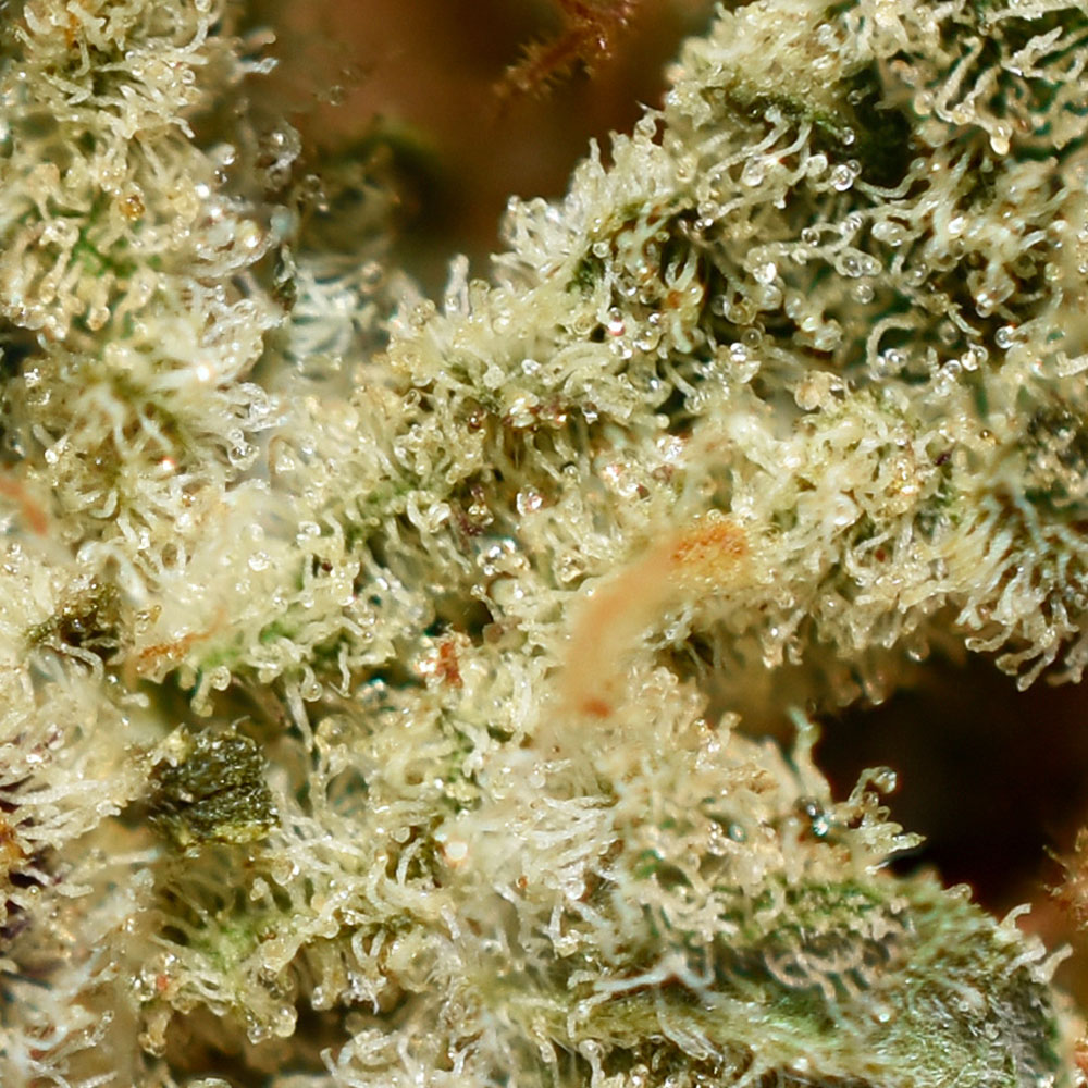 Death Star AAA Trichomes