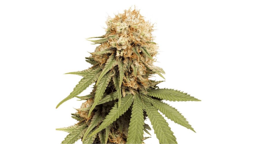 After reading this thorough White Widow strain review you must be excited about trying White Widow, and might be wondering where to buy cannabis online. No need to worry; you can order weed online through the best online weed dispensary in Canada.