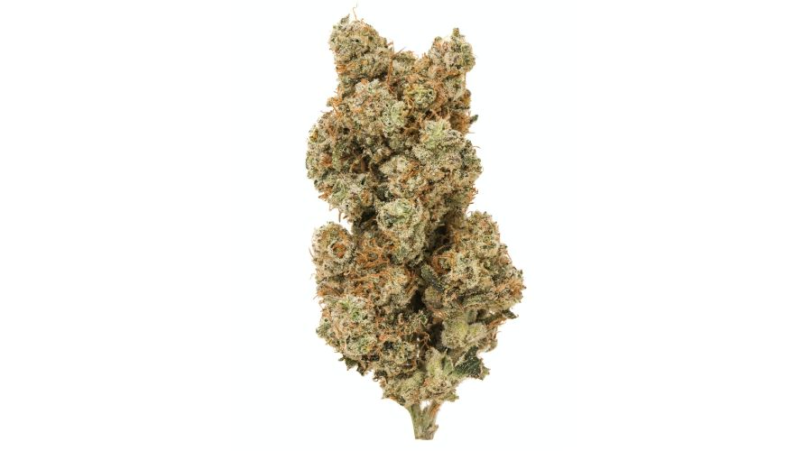 White Widow strain isn't for everyone, just like clothes that fit everyone differently. 