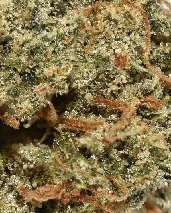 afghani skunk aa