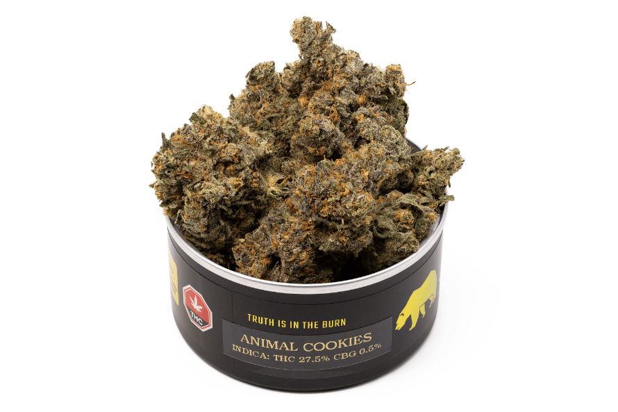 This Animal Cookies strain review features the THC content, terpenes, effects, and aromas of this powerful Indica and why it’s a must-have bud to buy online.