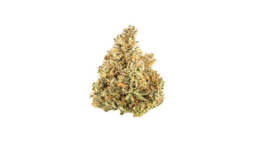 Welcome to your cannabis haven – BC Bud online, your gateway to the finest bud out there. 