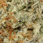 Cake Crasher AAA Trichomes