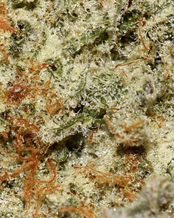 Cake Crasher AAA Trichomes