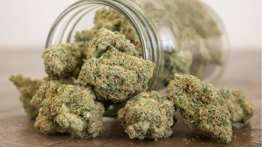 Indica strains, along with sativa, are the two main types, encompassing a spectrum of hybrids. Now, you don't have to get confused when looking to buy Indica weed online.