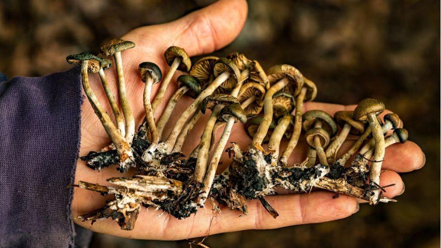 What about stepping into the magical world of mushrooms? At well-stocked online weed stores, you'll come across shrooms, capsules, edibles, and tasty teas. 