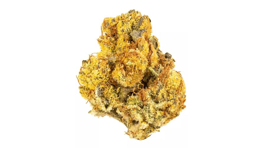 The intricate dance of Black Domina, Afghanistan, Canadian, Northern Lights, and Hash Plant strains gives rise to the unique and exceptional characteristics that define Black Gold.