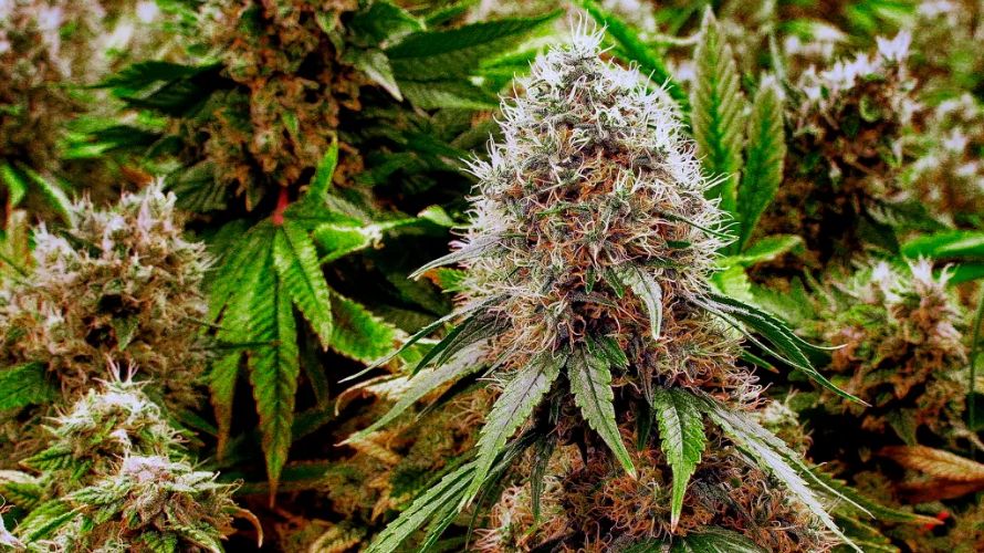 Yes, an online weed dispensary has that brand-new, aromatic strain in stock. 