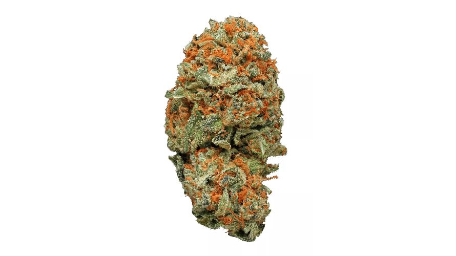 AK 47 is a looker! This strain has large, dense buds with evergreen leaves and thick, bright orange hairs, giving it a splash of colour. 