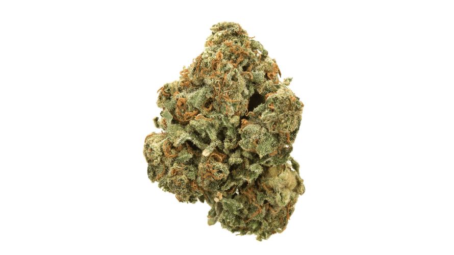 The Moby Dick strain features oversized nugs that come with pale green exteriors and deep blue interiors. 
