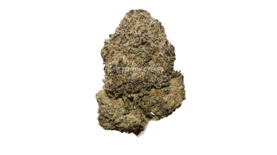 Explore the wild side of weed with our Hawaiian Snow BC bud online.