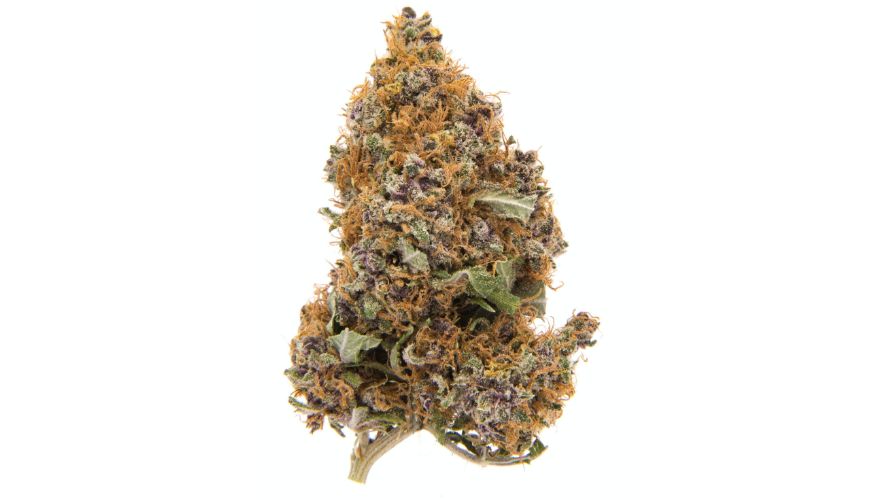 Buy cannabis online and pamper yourself with a high-level strain like the Purple Gold. It's the mastermind of sedation. 