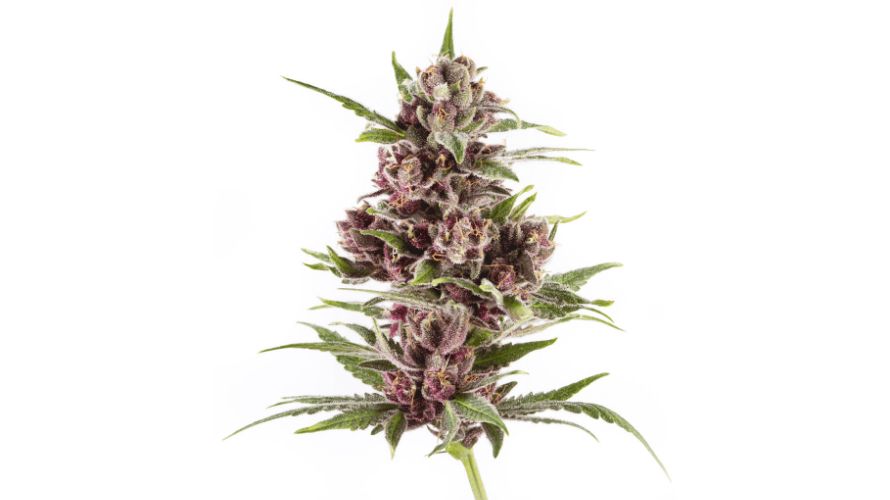 The Purple Gold weed has a distinctive flavour profile of sweet and earthy tones with noticeable citrus and fruity undertones. 